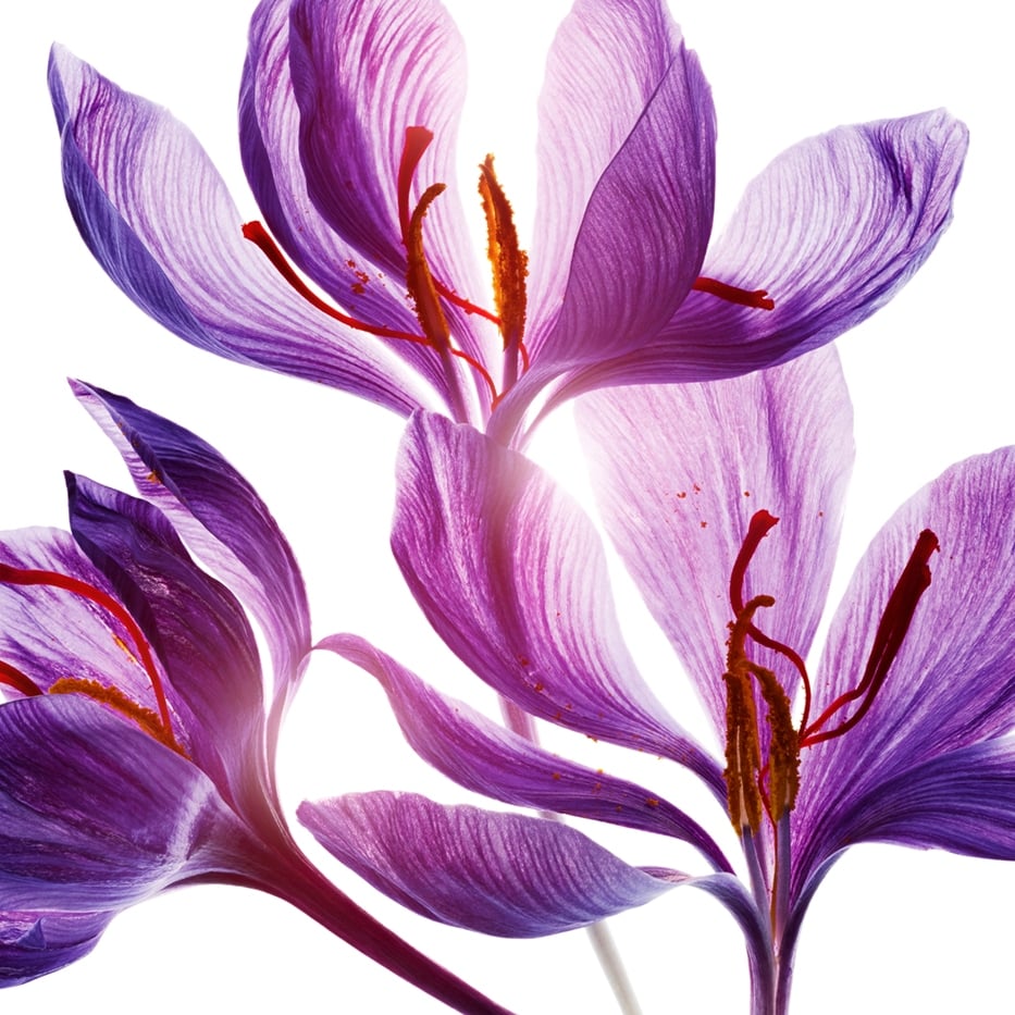 Safran-Polyphénols de fleur de safran (plante bio)-Crocus sativus flower extract