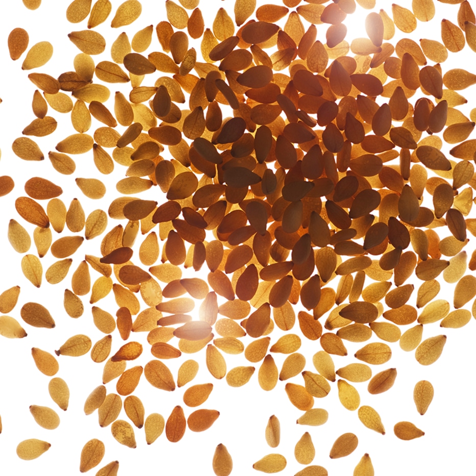 Sésame-Huile de sésame bio-Sesamum indicum (sesame) seed oil