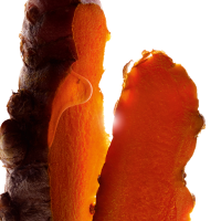 Curcuma