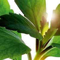 Kalanchoé