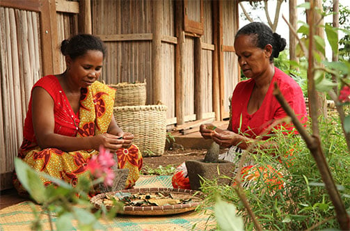 Comment l’extrait d’Harungana bio de Madagascar agit contre la perte de densité ?