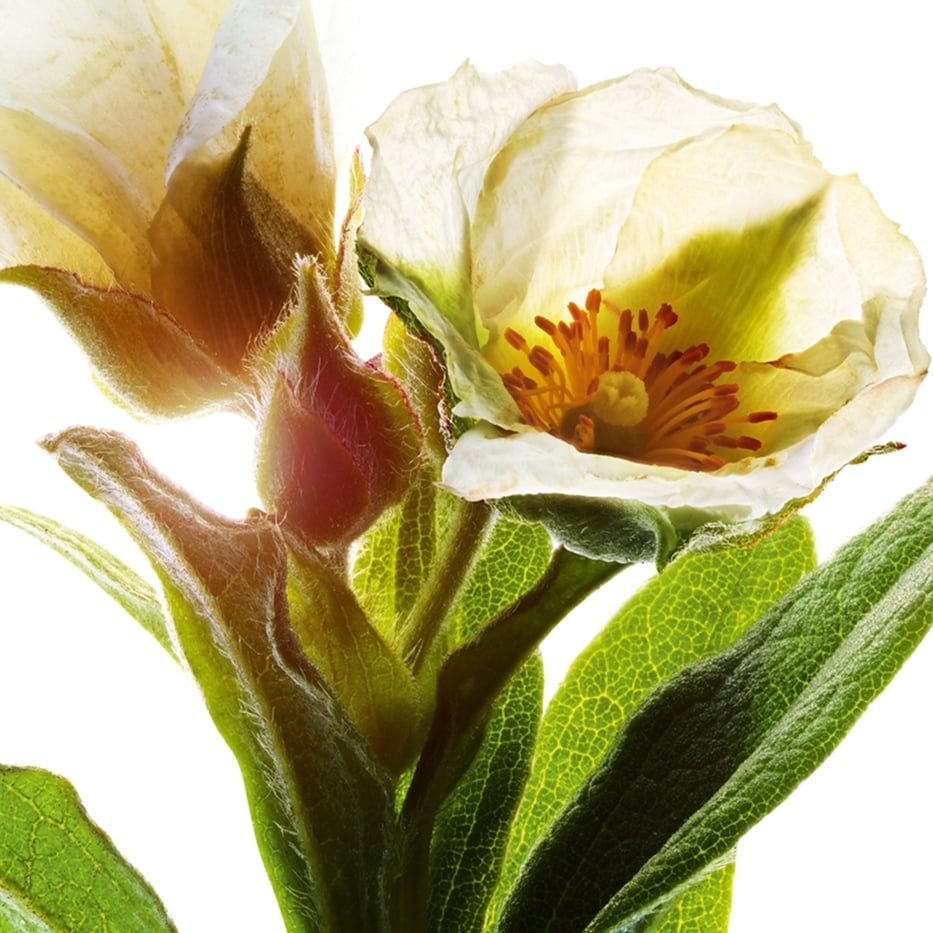 Ciste de Montpellier-Extrait de ciste de montpellier bio-Cistus monspeliensis extract