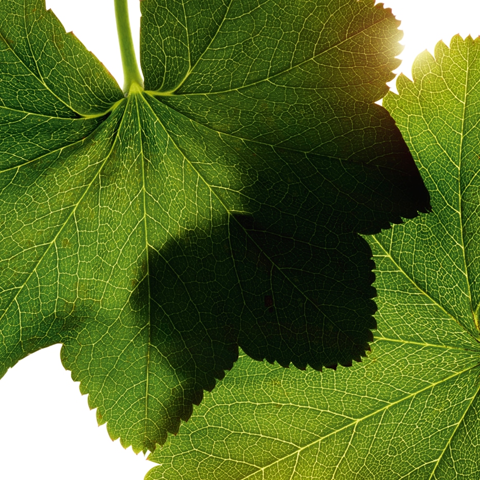 Alchémille-Extrait d'alchemille-Alchemilla vulgaris extract