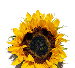 Tournesol