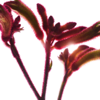 Fleur kangourou