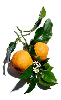 Orange amere