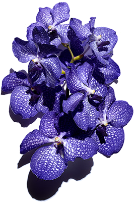 Orchidée Bleue