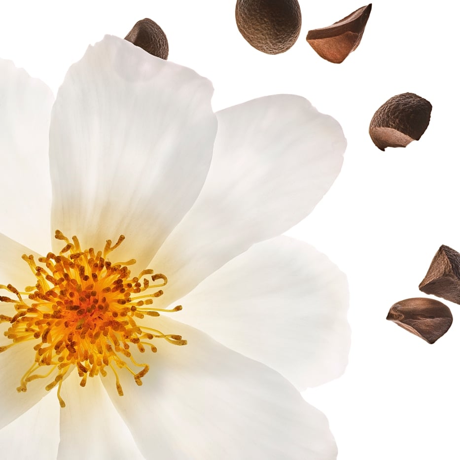 Camélia-Huile de camélia bio-Camellia oleifera seed oil