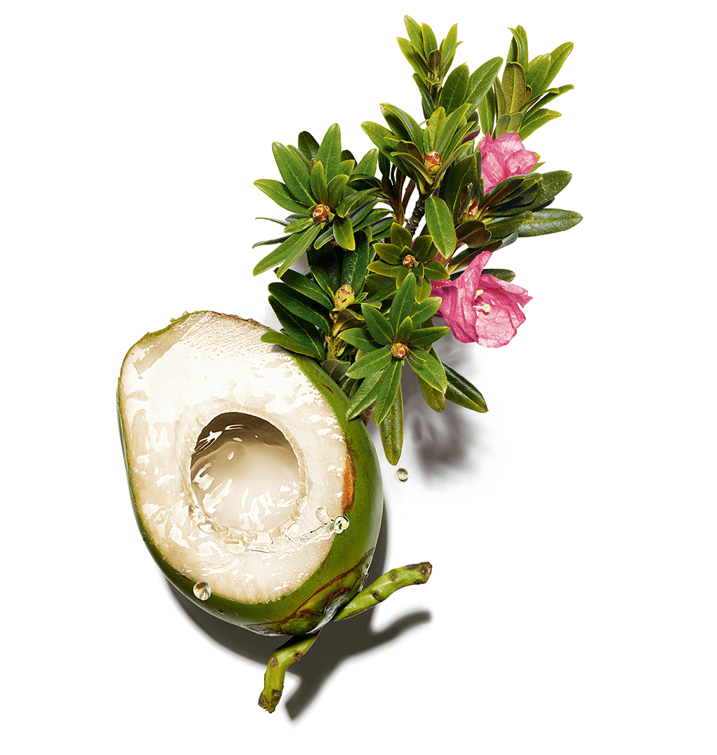 Ingrédient eau de coco et extrait de rose des alpes
