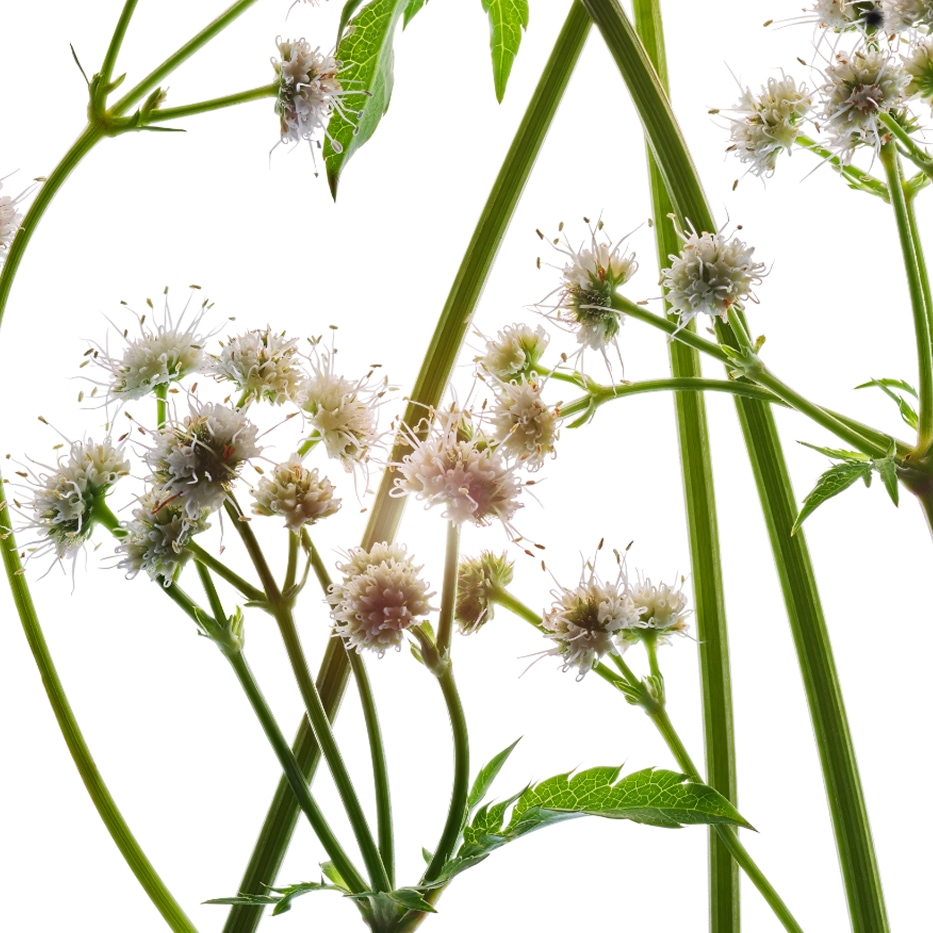 Sanicle-Extrait de sanicle bio-Sanicula europaea extract