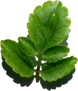 Kalanchoé