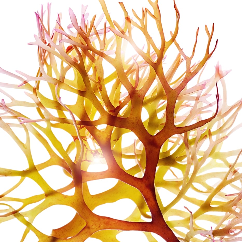 Mousse d’Irlande-Extrait de mousse d’irlande-Chondrus crispus (carrageenan) extract