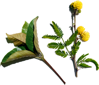 Harungana et Fleur de cassie