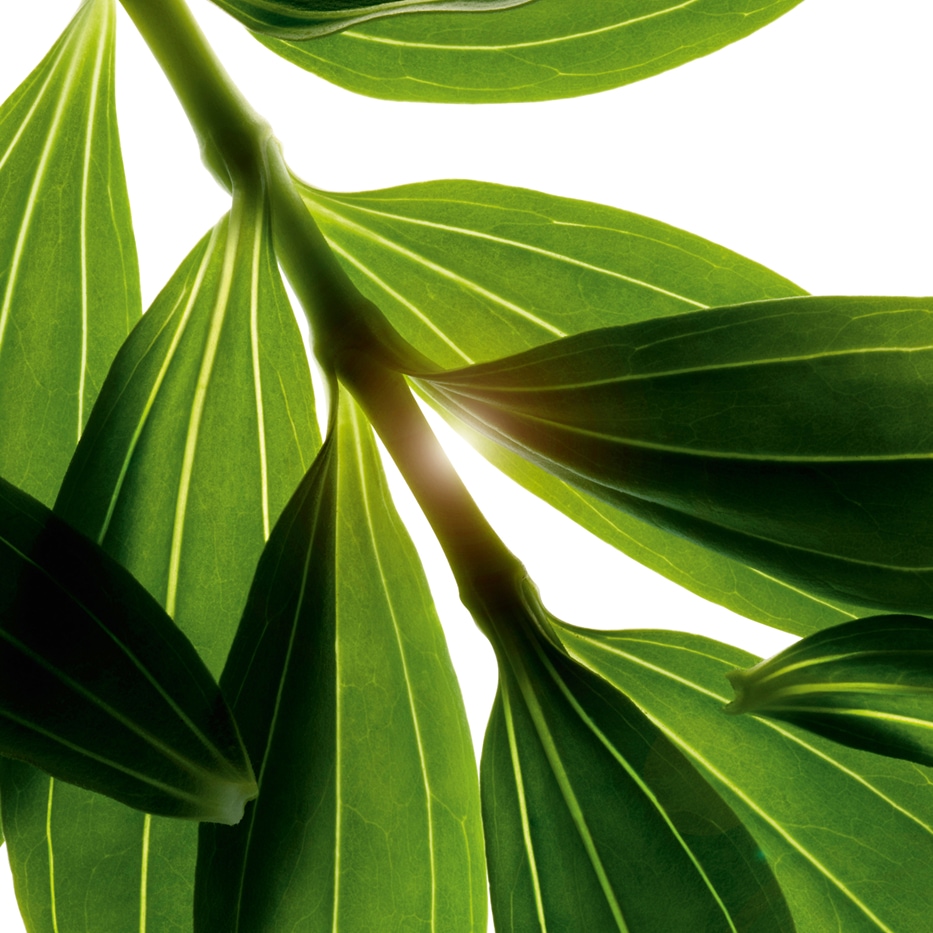 Saponaire-Extrait de saponaire-Saponaria officinalis root extract