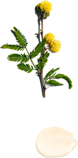 Fleur de cassie