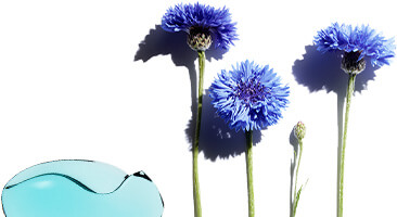 Bleuet