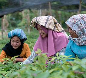 Photo de femmes travaillant dans les rizières