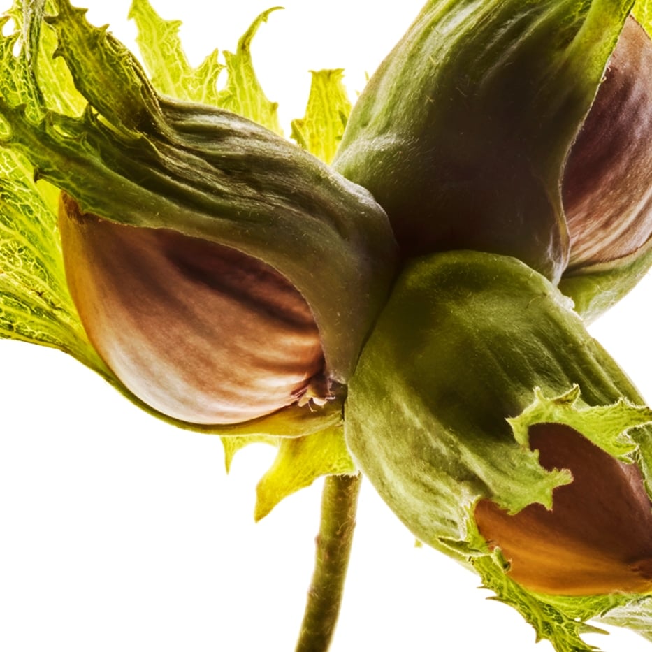 Noisetier-Huile de noisette-Corylus avellana (hazel) seed oil