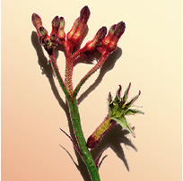 Fleur Kangourou