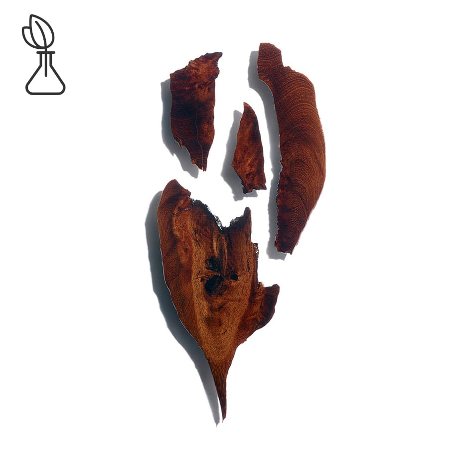 Bocoa-Extrait de bocoa-Bocoa prouacensis extract