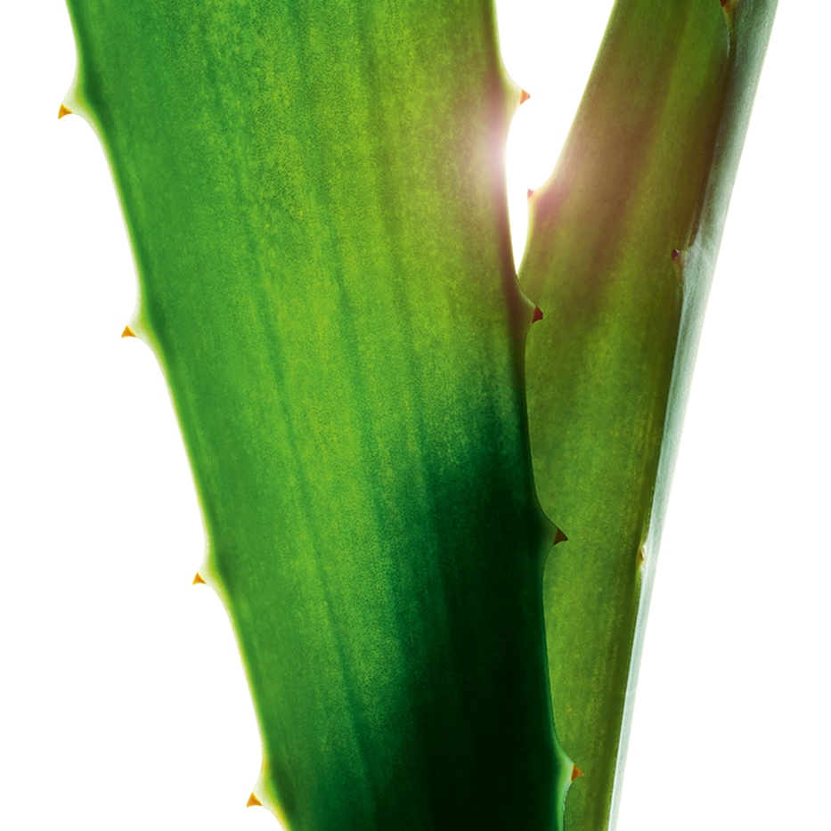 Aloe vera-Extrait d'aloe vera-Aloe barbadensis leaf juice,aloe barbadensis leaf juice powder