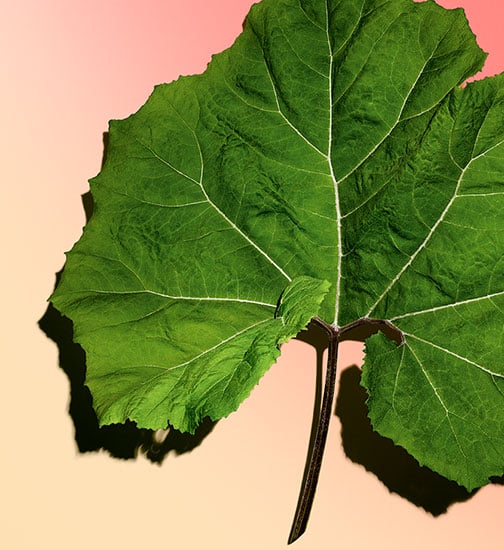 Une image d'une feuille d'un Grand pétasite 