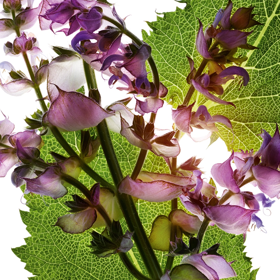 Sauge sclar&eacute;e-Huile essentielle de sauge sclar&eacute;e-Salvia sclarea (clary) oil