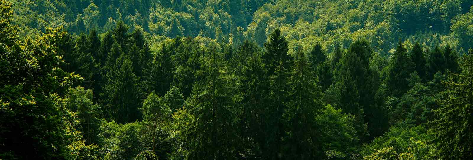 Forêt