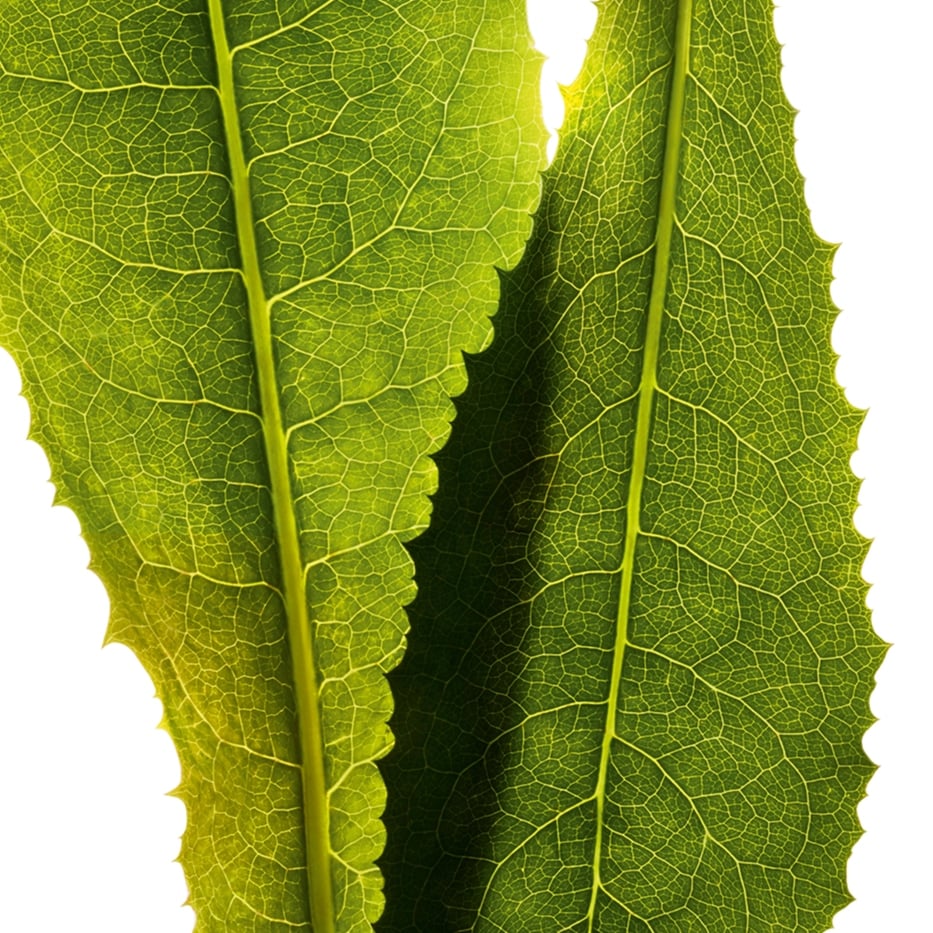 Chicorée-Extrait de chicorée-Cichorium intybus (chicory) leaf extract