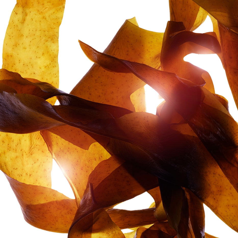 Wakame-Extrait de wakame bio-Undaria pinnatifida extract