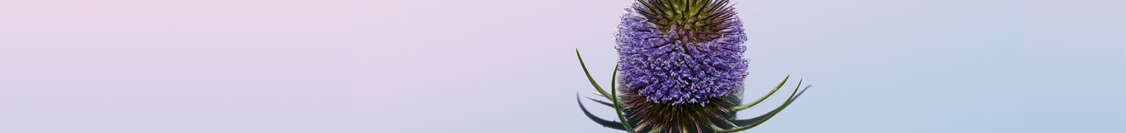 Clarins bi serum - Die qualitativsten Clarins bi serum ausführlich verglichen!