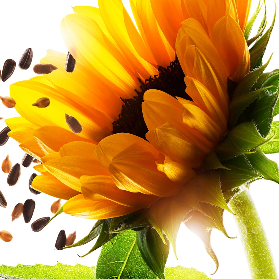 Tournesol-Auxines de tournesol-Helianthus annuus (sunflower) extract