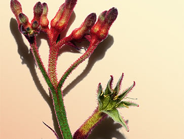 LE TOUR DU MONDE EN 80 PLANTES