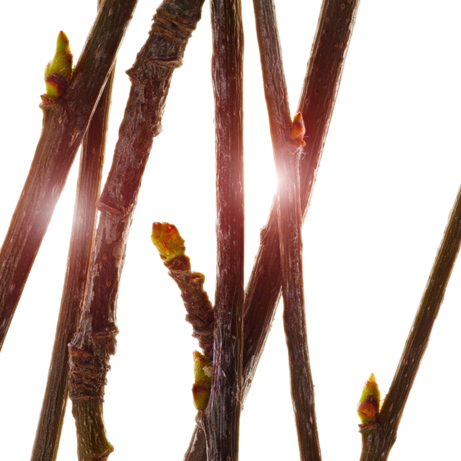 Sorbier-Extrait de bourgeon de sorbier bio-Pyrus sorbus bud extract