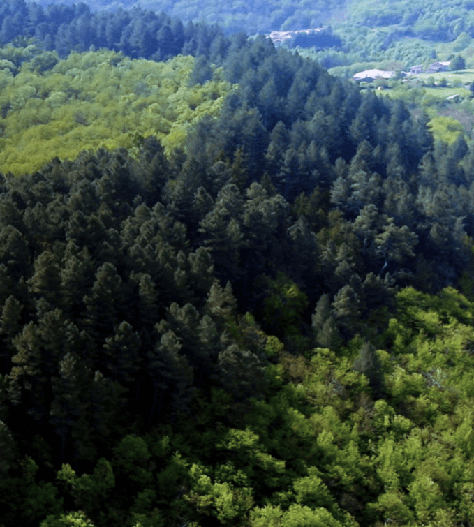 foret