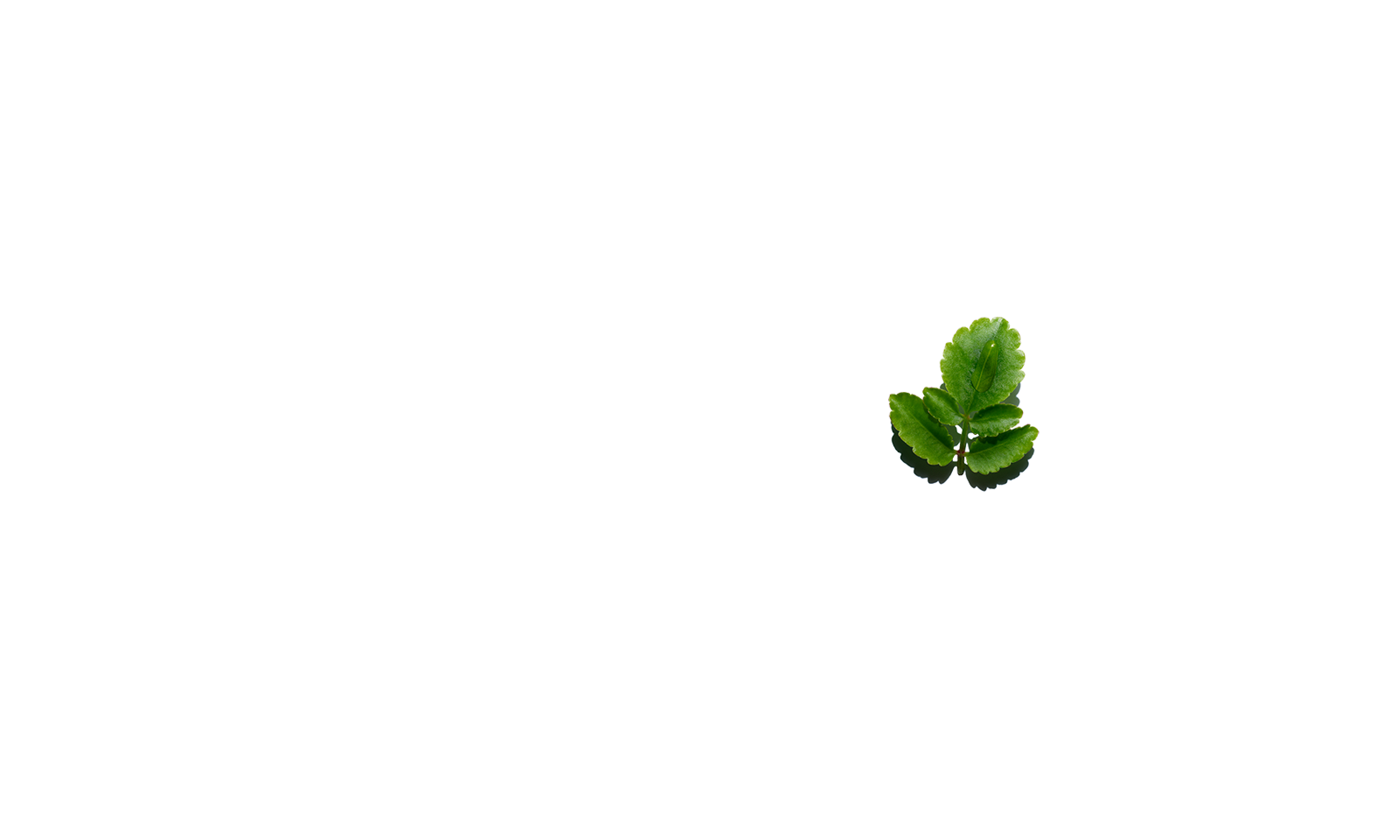 Kalanchoé