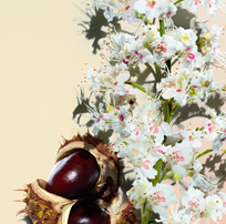 Fleur de marronnier d’Inde