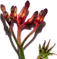 Fleur kangourou