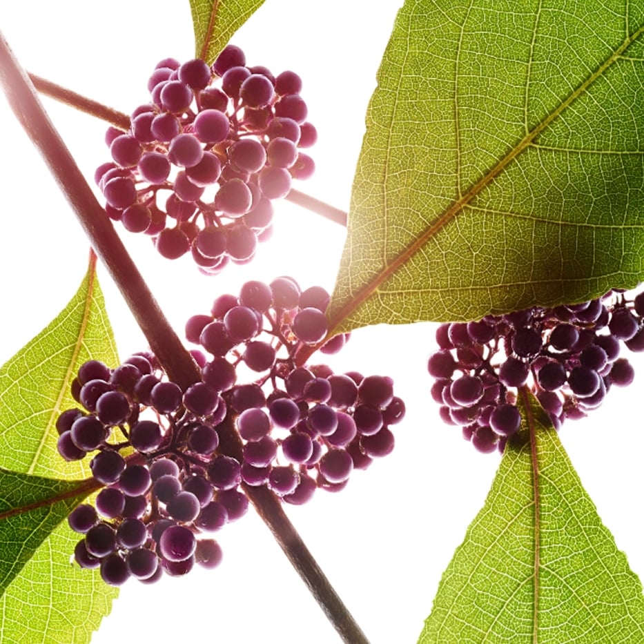 Callicarpa-Extrait de callicarpa-Callicarpa japonica fruit extract