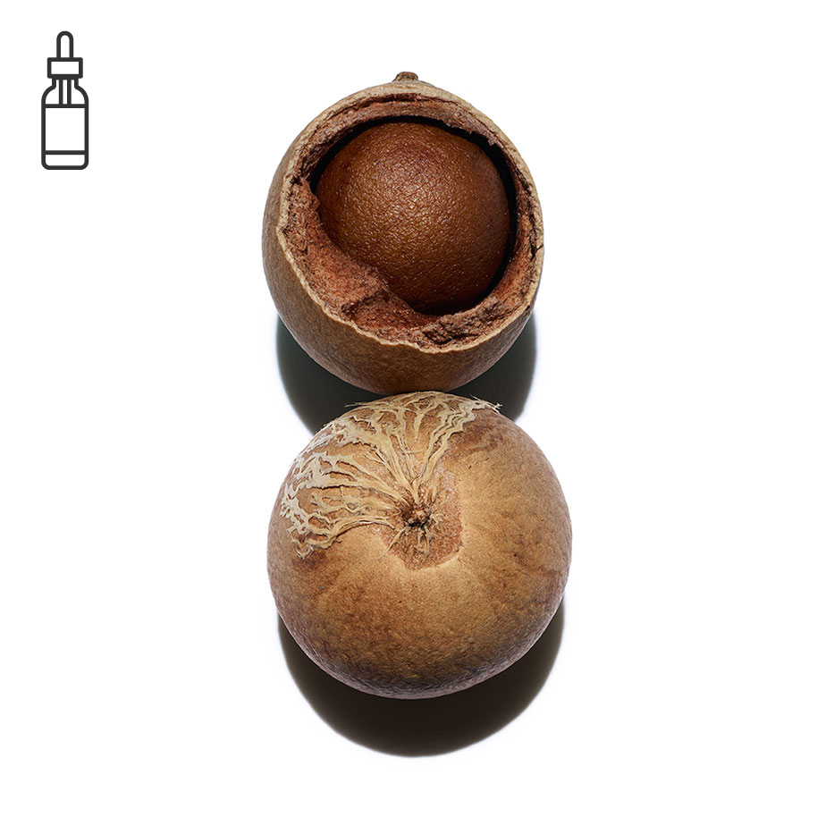 Tamanu-Huile de tamanu bio-Calophyllum inophyllum seed oil