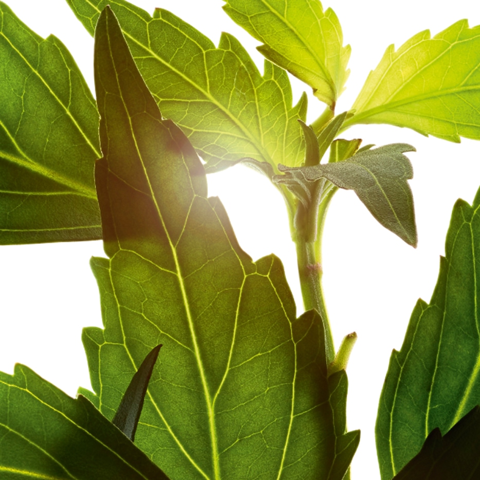 Thé de Java-Extrait de thé de Java (plante bio)-Orthosiphon stamineus extract