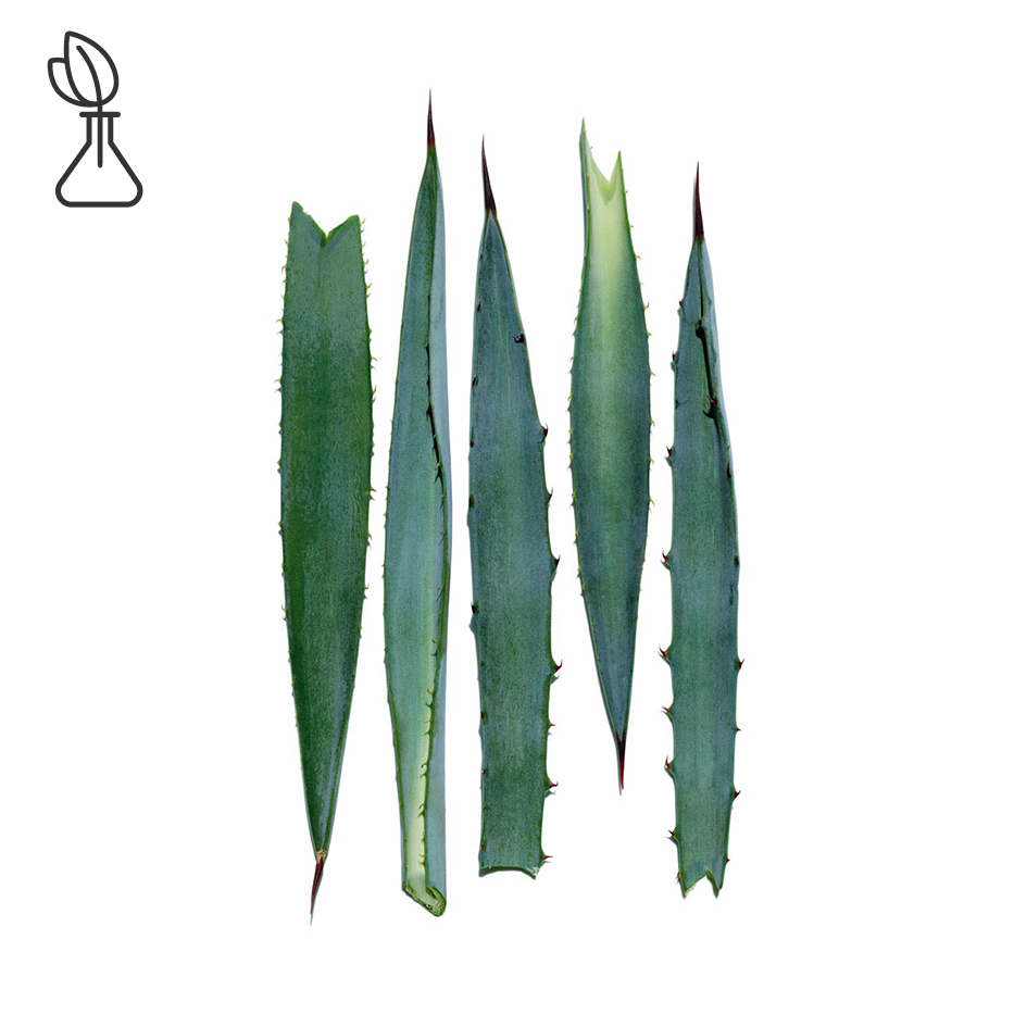 Agave bleue-Extrait d’agave bleue-Agave tequilana leaf extract