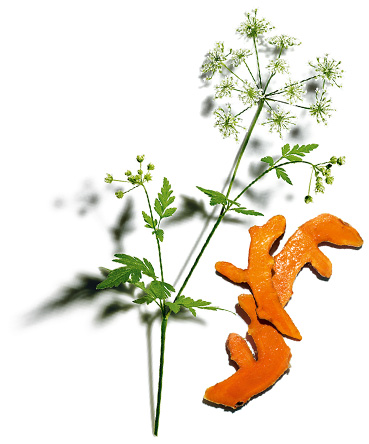 Cerfeuil des bois et Curcuma