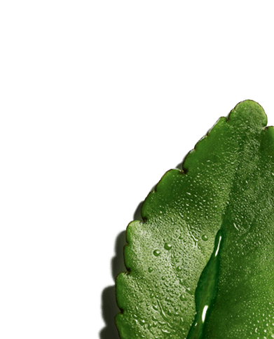 Kalanchoé